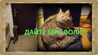 ДАЙТЕ МНЕ ВОЛЮ