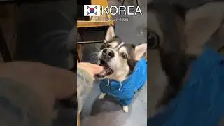 Animals eating treats in Korea and Russia (Russian memes) #animal #treat #shorts