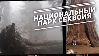 ПУТЕШЕСТВИЕ ПО АМЕРИКЕ: НАЦИОНАЛЬНЫЙ ПАРК СЕКВОЙЯ