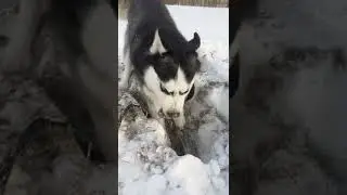 Жестокое убийство на камеру! Слабонервным не смотреть!!!