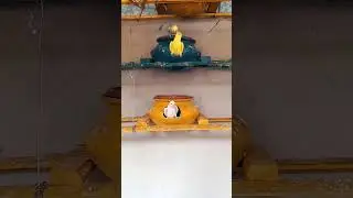 Indian Love Birds | ❤🐦🐦| #love | #shorts | #kannanfarm