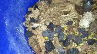 (SHORT VID): Grain mites never left, they hid. Here's my temp idea, not sure if it works.