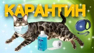 КАРАНТИН 😹 Кот ❤️ выгуливает нас на улице