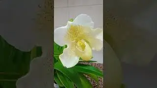 Башмачок в ударе. paph. " Mrs. White".