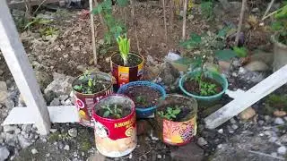 Inspirasi cara memanfaatkan kebun sempit belakang rumah