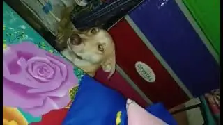 Max the amazing dog and my youngest daughter arguing😄😄😄