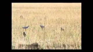 Turbo Pigeon Flapper and Rotor Coy Shoot day