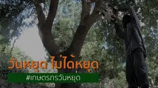 วันหยุดมนุษย์เงินเดือน วันหยุดไม่ได้หยุด EP1