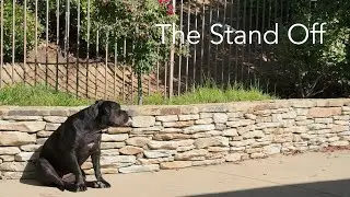 Classic Standoff - Dog vs Squirrel