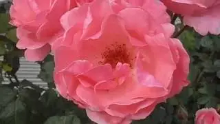 Цветы. Футаж