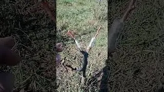 Прививки абрикоса в гілки центрального провідника...