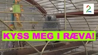 Er dette Norges mest nebbete kjæledyr?