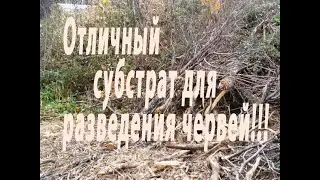 Разведение червей на опилках отходах веток с Геркулесом для рыбалки и биогумуса.
