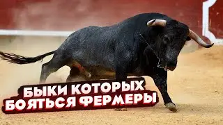 Самые разъяренные домашние быки в деле!