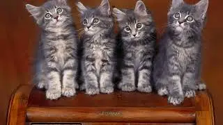Котята.kittens
