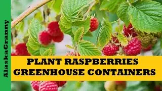 Plant Raspberries in Containers Pop Up Greenhouse Alaska