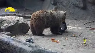 Animal Heroes