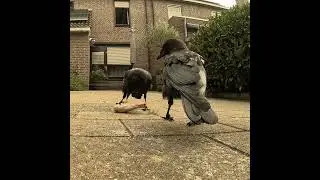 Робкие мольбы о курочке)) #crow #ворона #наблюдение