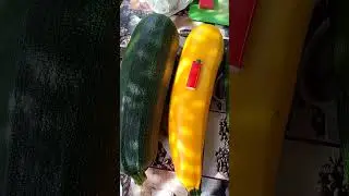 Утренний урожай: Черный Красавец и Ясмин!