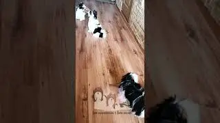 Биверы растут