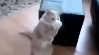 кошка с шоколадом