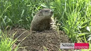 Controlling Woodchucks/Groundhogs