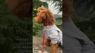 Люблю игры на выживание #shorts #тойпудель #мальтипу #прогулкассобакой #барбариска #princess