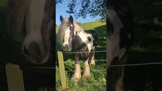 Young Scottish Clydesdale Horse