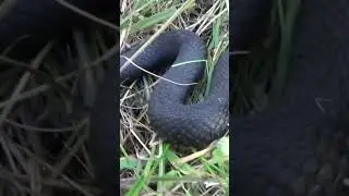 Черная гадюка атакует