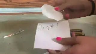 food blind bag (read description)