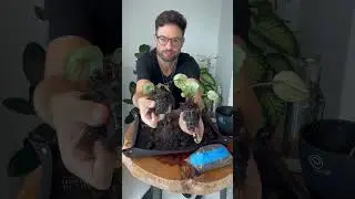 Esse cestinho pode mat4r suas plantas 😤😤