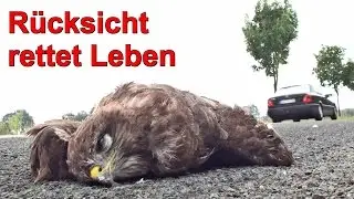 Rücksicht rettet Leben - Tiere im Straßenverkehr