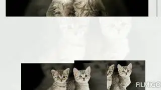 Foto gatti 😍😍