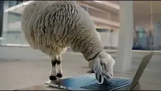 a sheep sitting on top of a laptop computer.