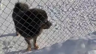 Тибетский мастиф Норман