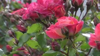 GartenImpressionen Juni
