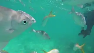 Snorkeling Antigua's Paradise Reef