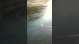 Балтика/Светлогорск/Отрадное #ванессапаради
