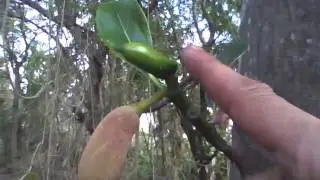 Что за Фрукт и Как его Едят? ЭКЗОТИКА