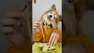 Pomeranian köpek videoları - Papet #Shorts