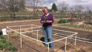 HOW TO  GROW STRAWBERRIES (VIDEO)