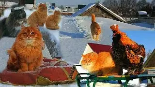 #Koshlandia, Siberian Farm cats and Pavlovskiy Roosters Жили-Были Кот да Петух