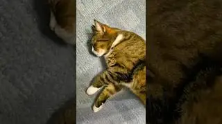 Нежности с котом Васей