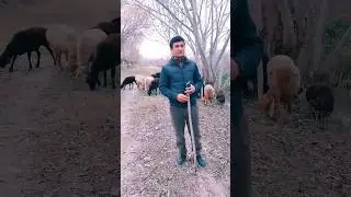Гусфанду & Гург чаро ? Молчарони 