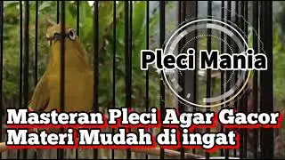 Masteran Pleci Agar Cepat Gacor Dan Ngotot Bunyi!!!