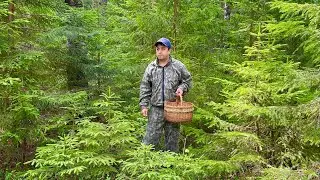 Заход в ГРИБНОЙ ЛЕС! Белые грибы