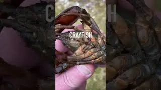 Big Crayfish in Pond