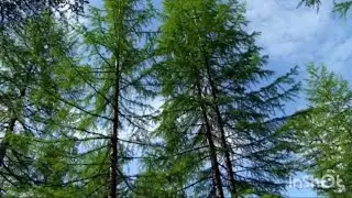 В каждом нашем препарате есть таксифилин