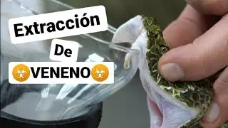 EXTRACCIÓN DE VENENO DE SERPIENTE 🐍☣ Víbora del musgo 🔝🤟🏼