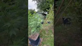 Трава у дома